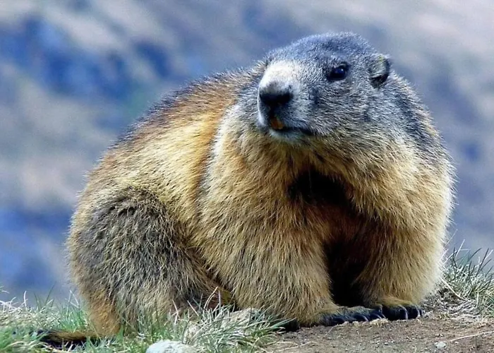 Alouette Appartement La Plagne